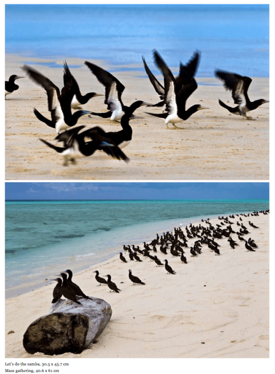 Lets do the samba- melvyn