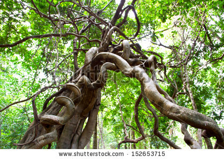 stock-photo-monkey-ladder-lianas-bauhinia-sp-in-tropical-rainforest-thailand-152653715