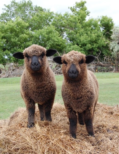 Buttercup and confederate 2008